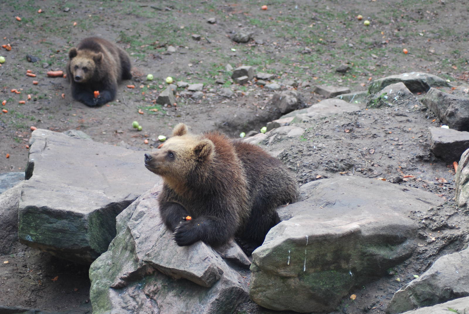 Autumn in Skanes Animal Park - mother bear and cubs being fed with carrots