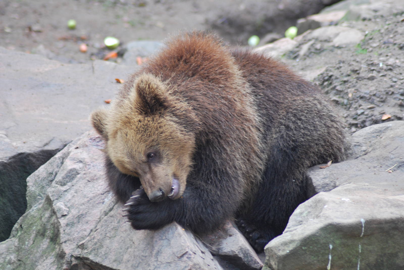 Autumn in Skanes Animal Park - mother bear and cubs being fed with carrots