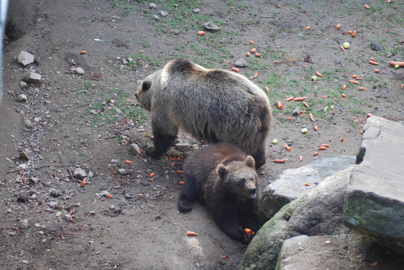 Autumn in Skanes Animal Park - mother bear and cubs being fed with carrots