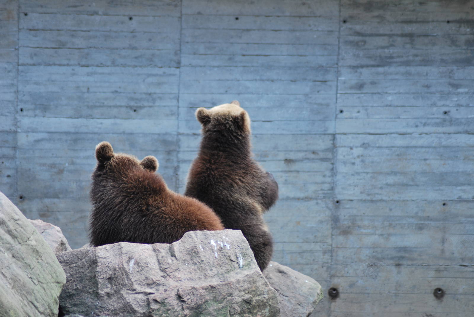 Autumn in Skanes Animal Park - mother bear and cubs were fed with carrots a