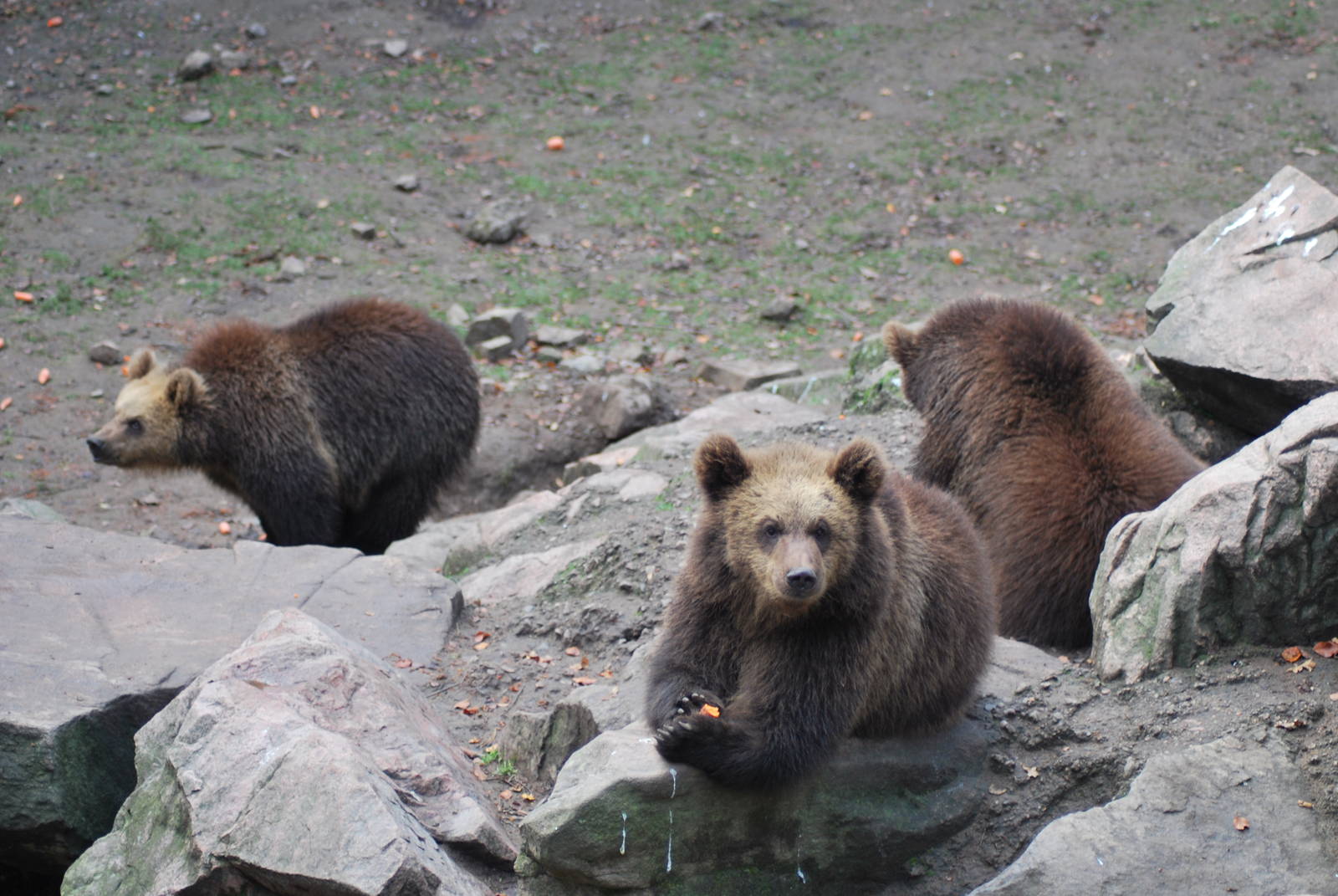 Autumn in Skanes Animal Park - mother bear and cubs were fed with carrots a