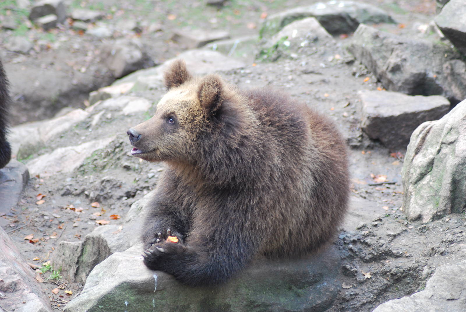 Autumn in Skanes Animal Park - mother bear and cubs were fed with carrots a