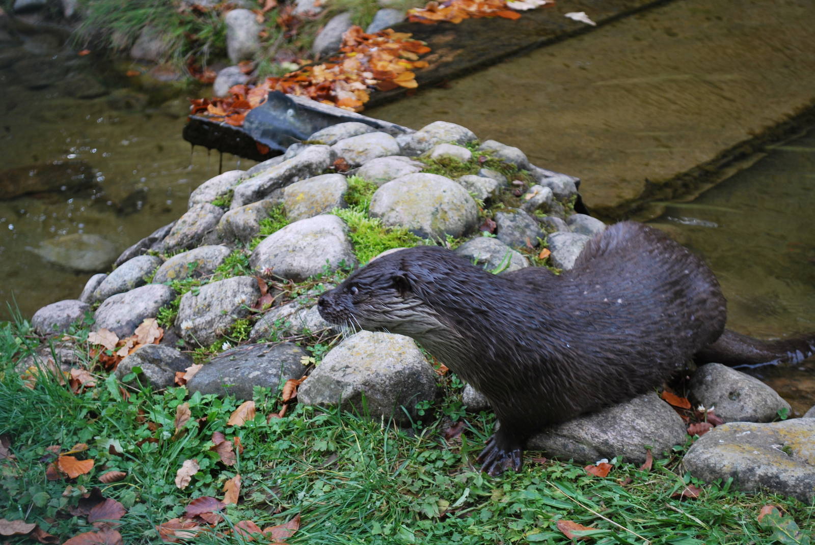 Autumn in Skanes Animal Park - "Ilse", the otter female i