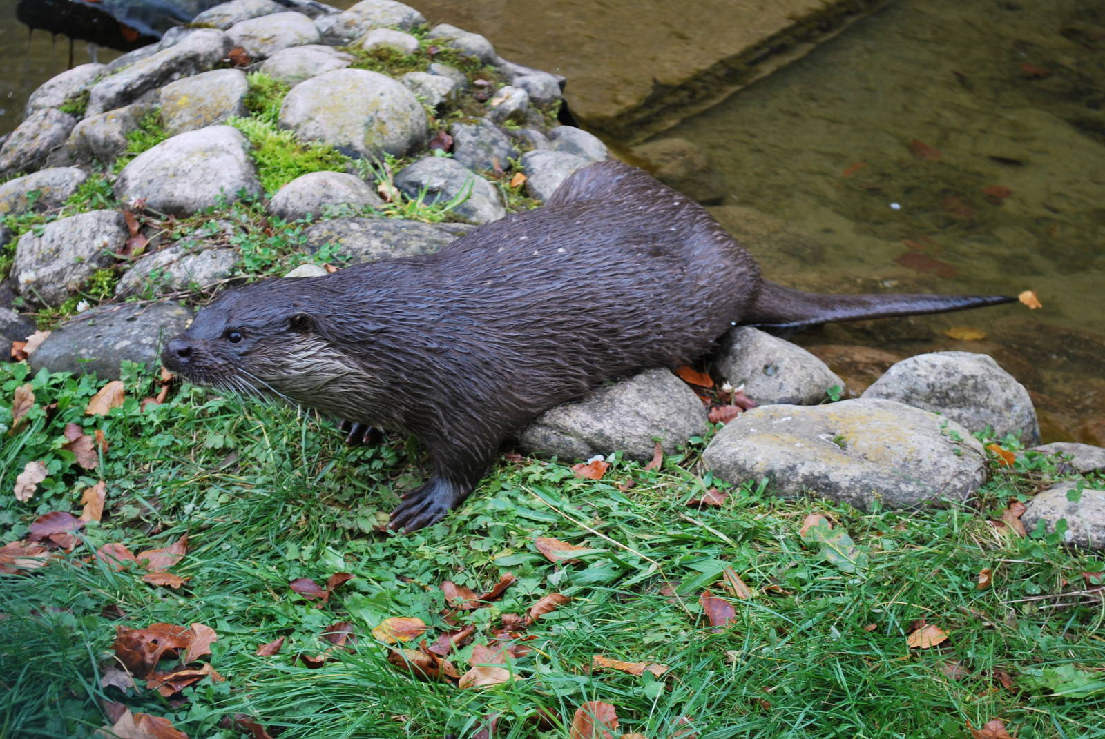 Autumn in Skanes Animal Park - "Ilse", the otter female i