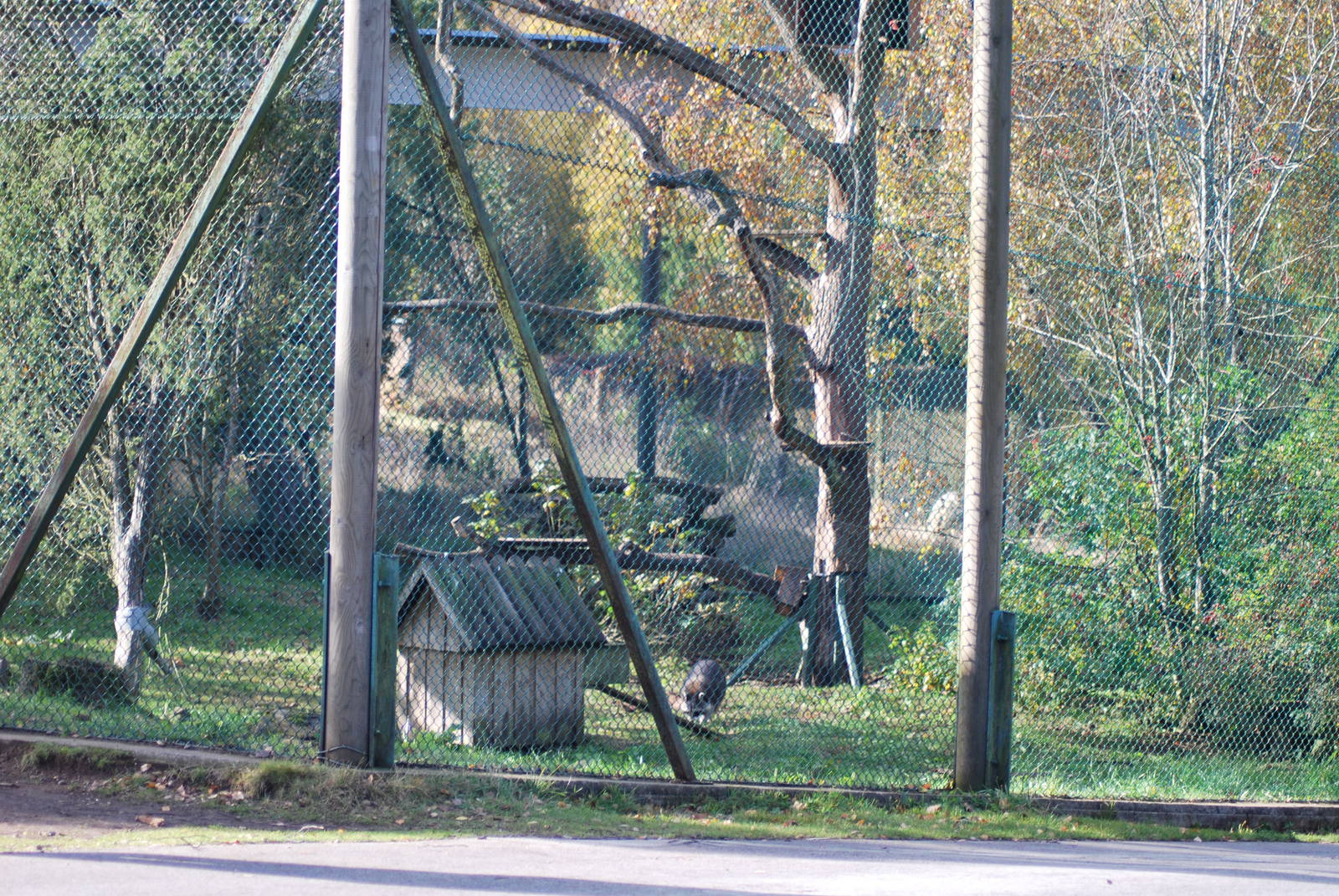 Autumn in Skanes Animal Park - racoon enclosure