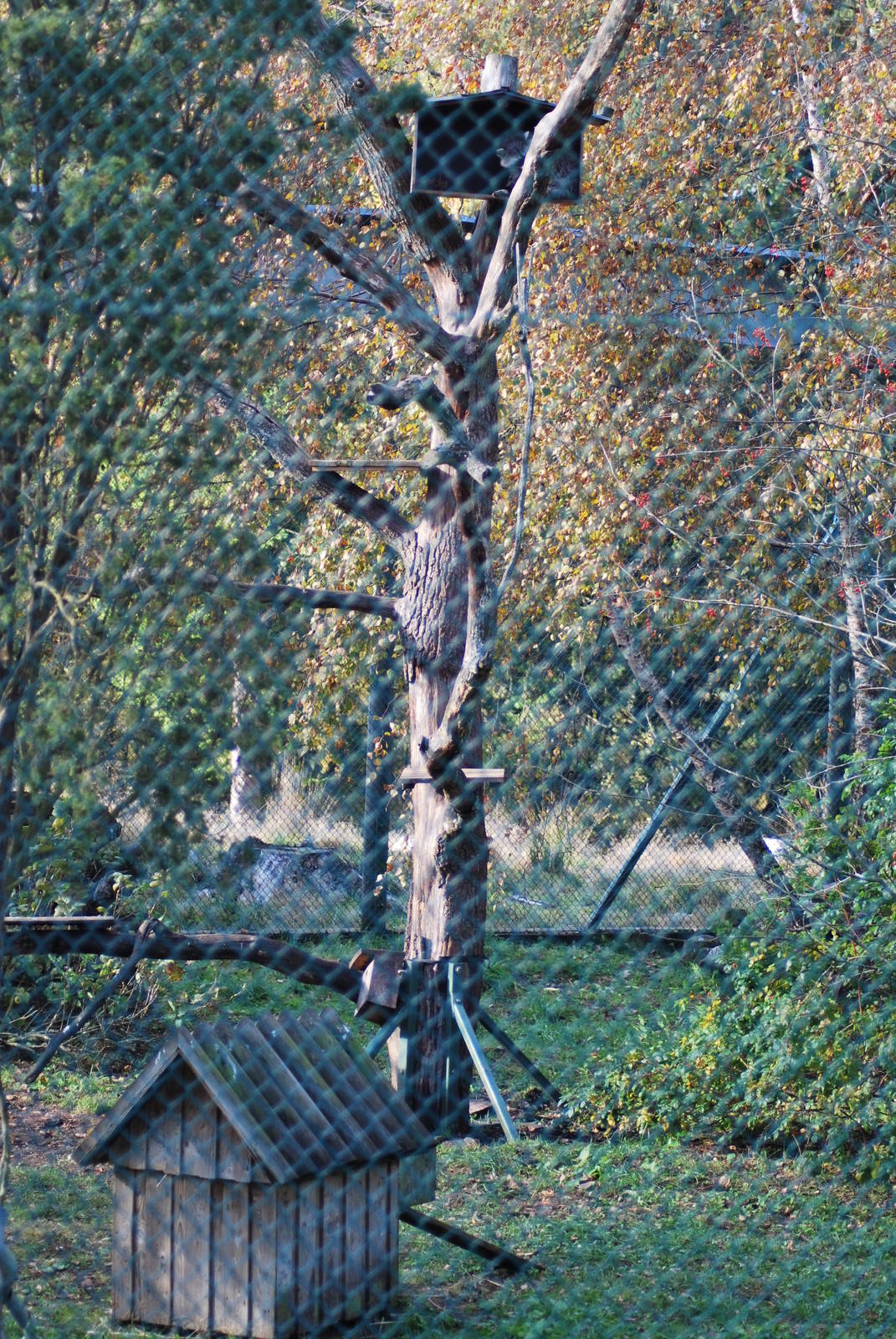 Autumn in Skanes Animal Park - racoon enclosure