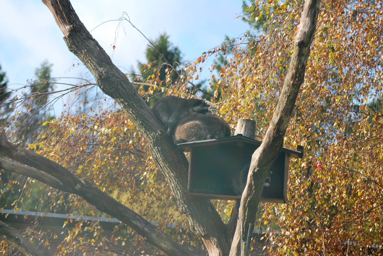 Autumn in Skanes Animal Park - racoon enclosure