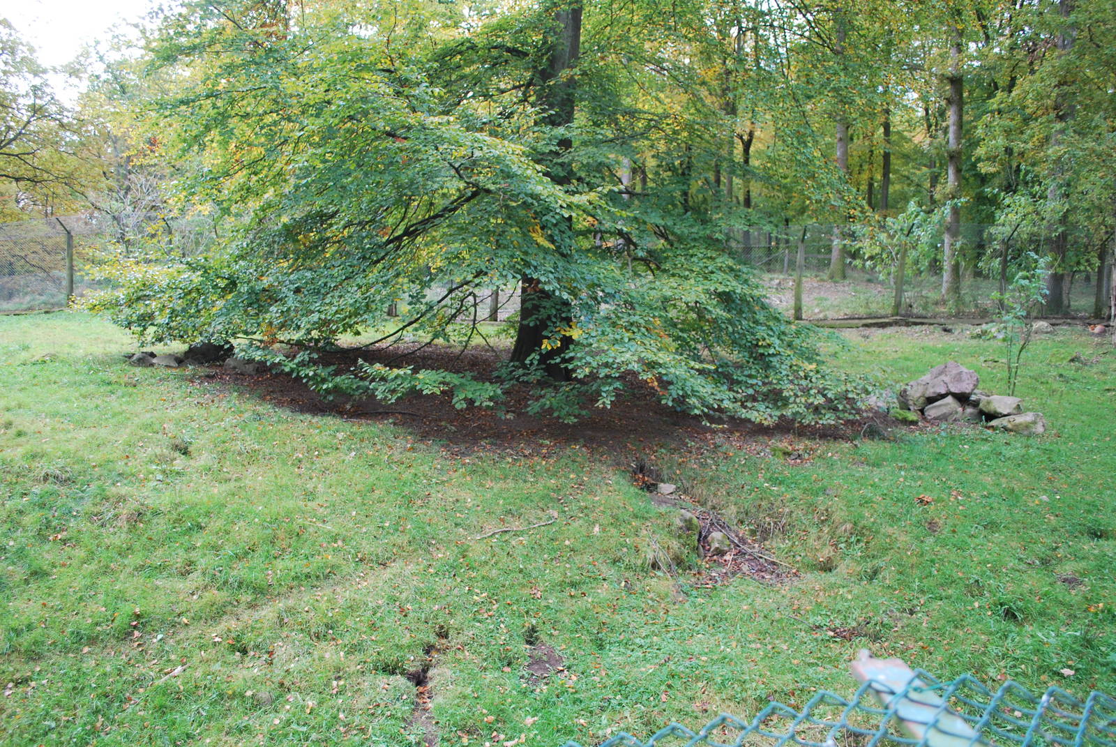 Autumn in Skanes Animal Park - red fox enclosure