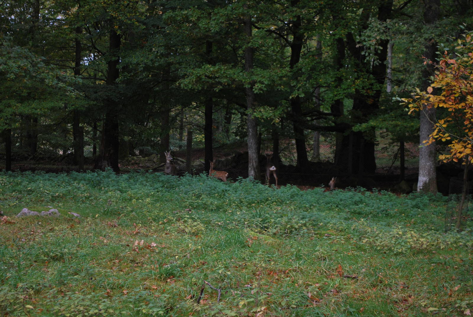 Autumn in Skanes Animal Park - roe deer enclosure
