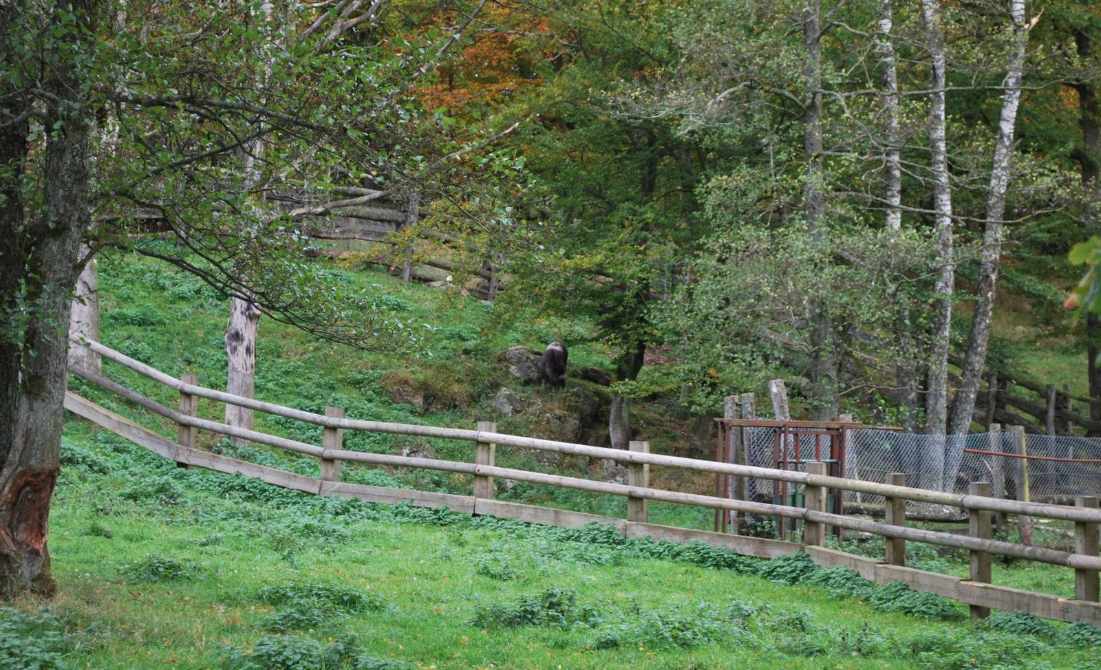 Autumn in Skanes Animal Park - the musk ox herd