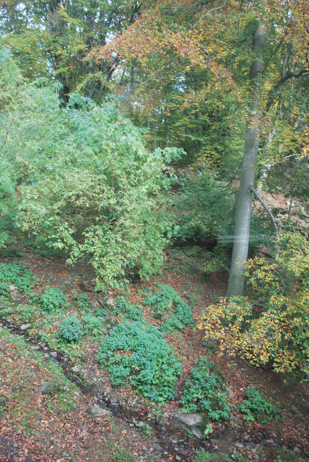 Autumn in Skanes Animal Park - the wolf enclosure