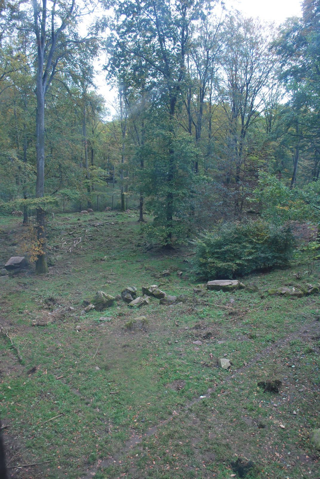 Autumn in Skanes Animal Park - the wolf enclosure