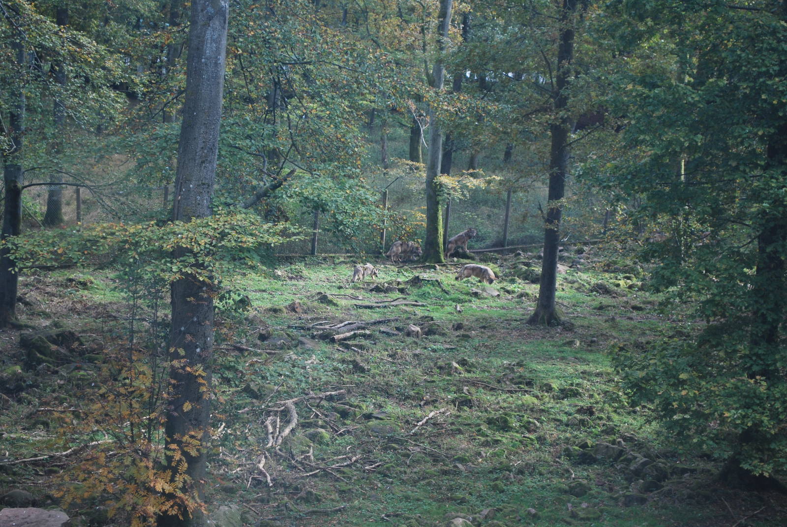 Autumn in Skanes Animal Park - the wolf enclosure