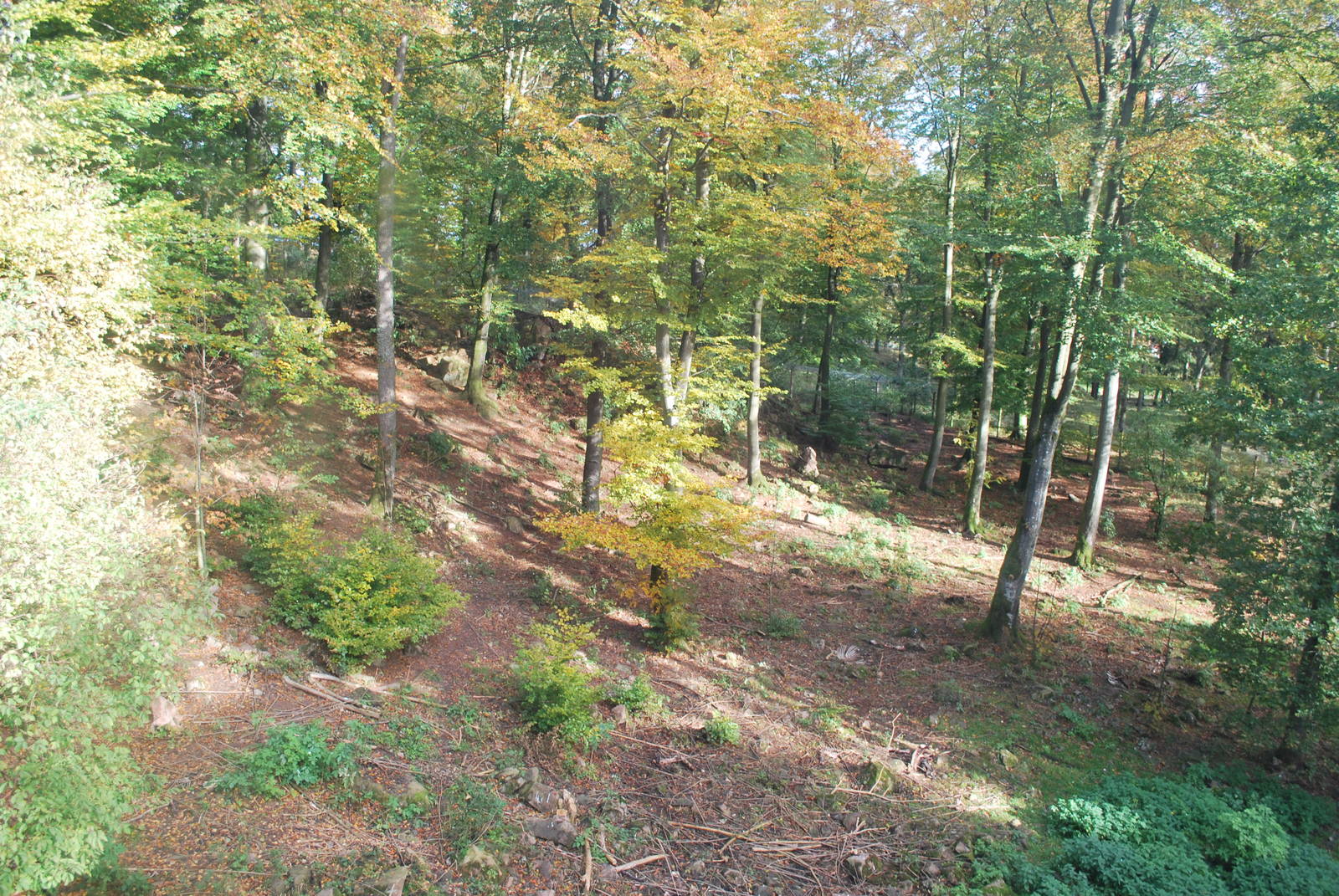 Autumn in Skanes Animal Park - the wolf enclosure