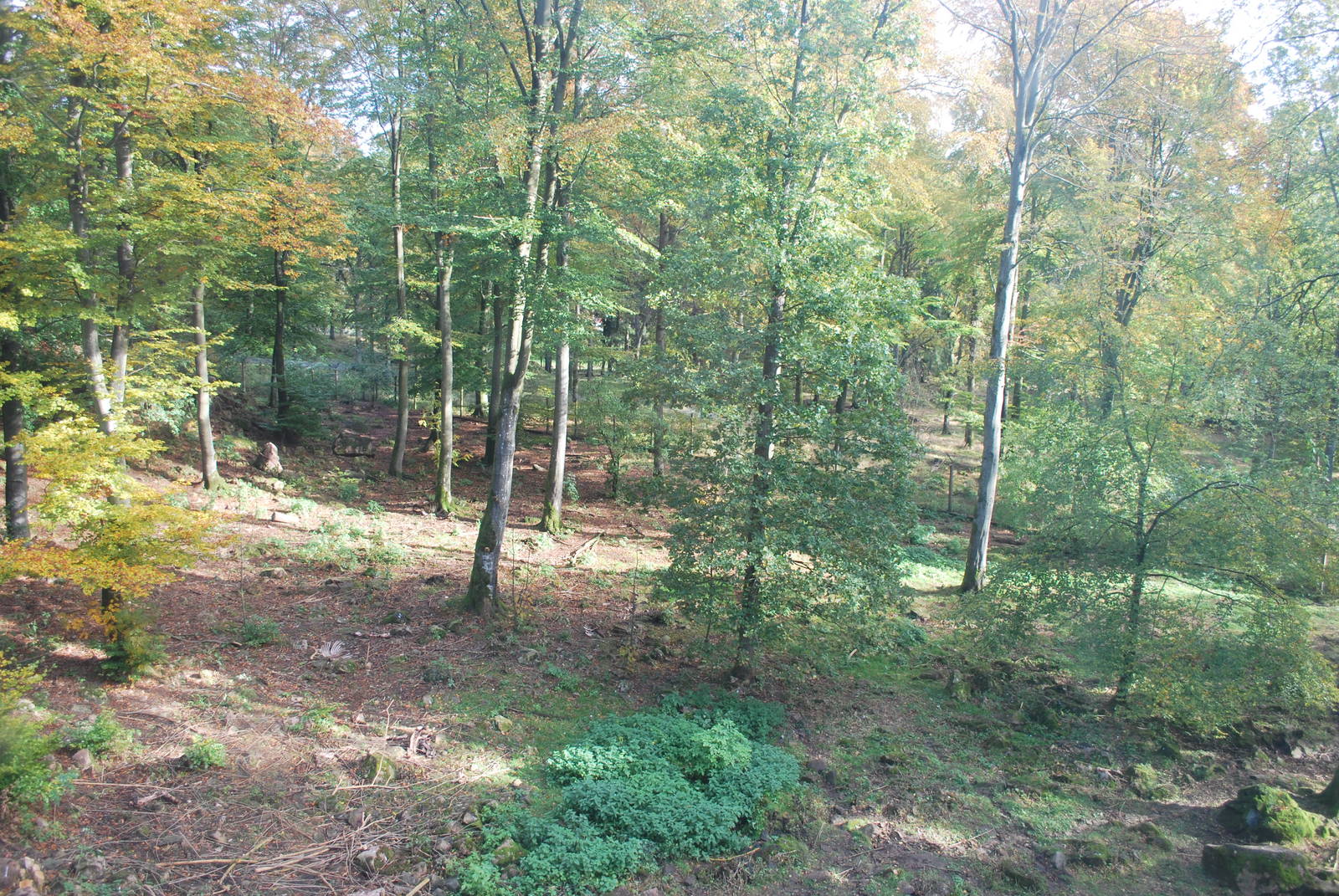 Autumn in Skanes Animal Park - the wolf enclosure