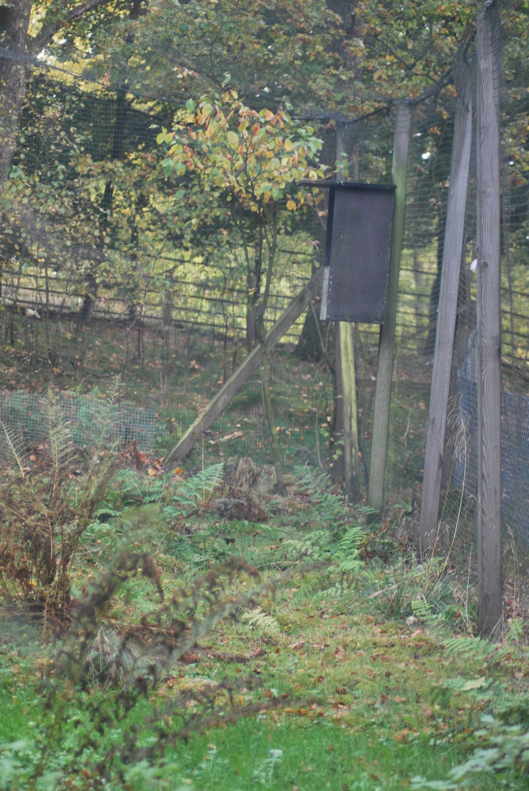 Autumn in Skanes Animal Park - Ural owl aviary