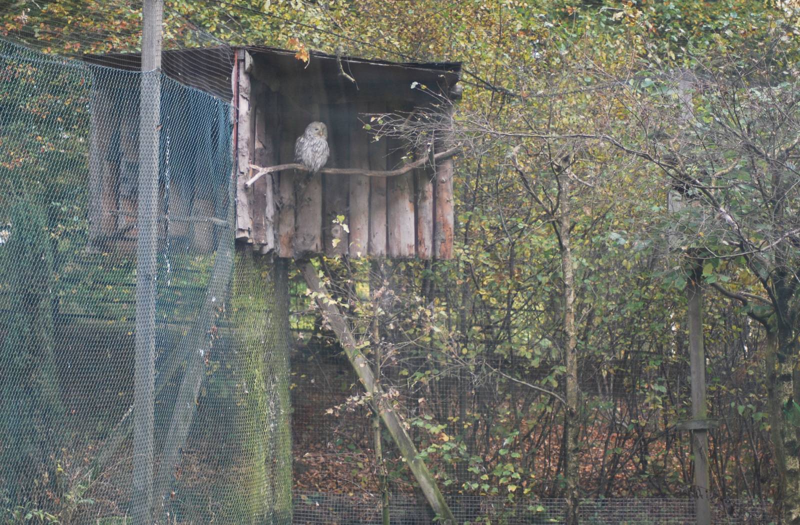 Autumn in Skanes Animal Park - Ural owl aviary