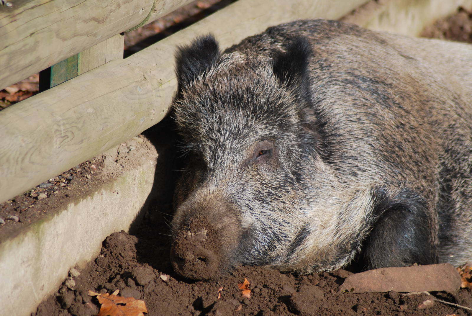 Autumn in Skanes Animal Park - wild boar enclosures