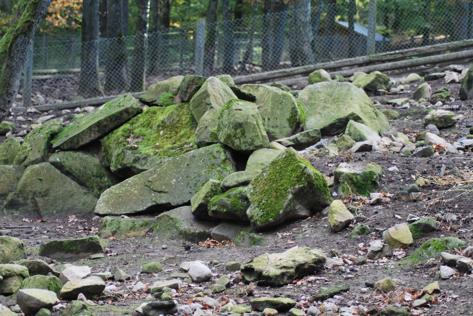 Autumn in Skanes Animal Park - wild boar enclosures