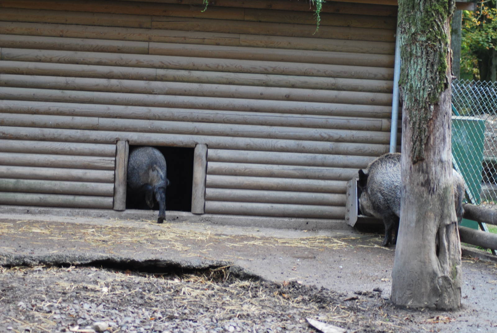 Autumn in Skanes Animal Park - wild boar enclosures
