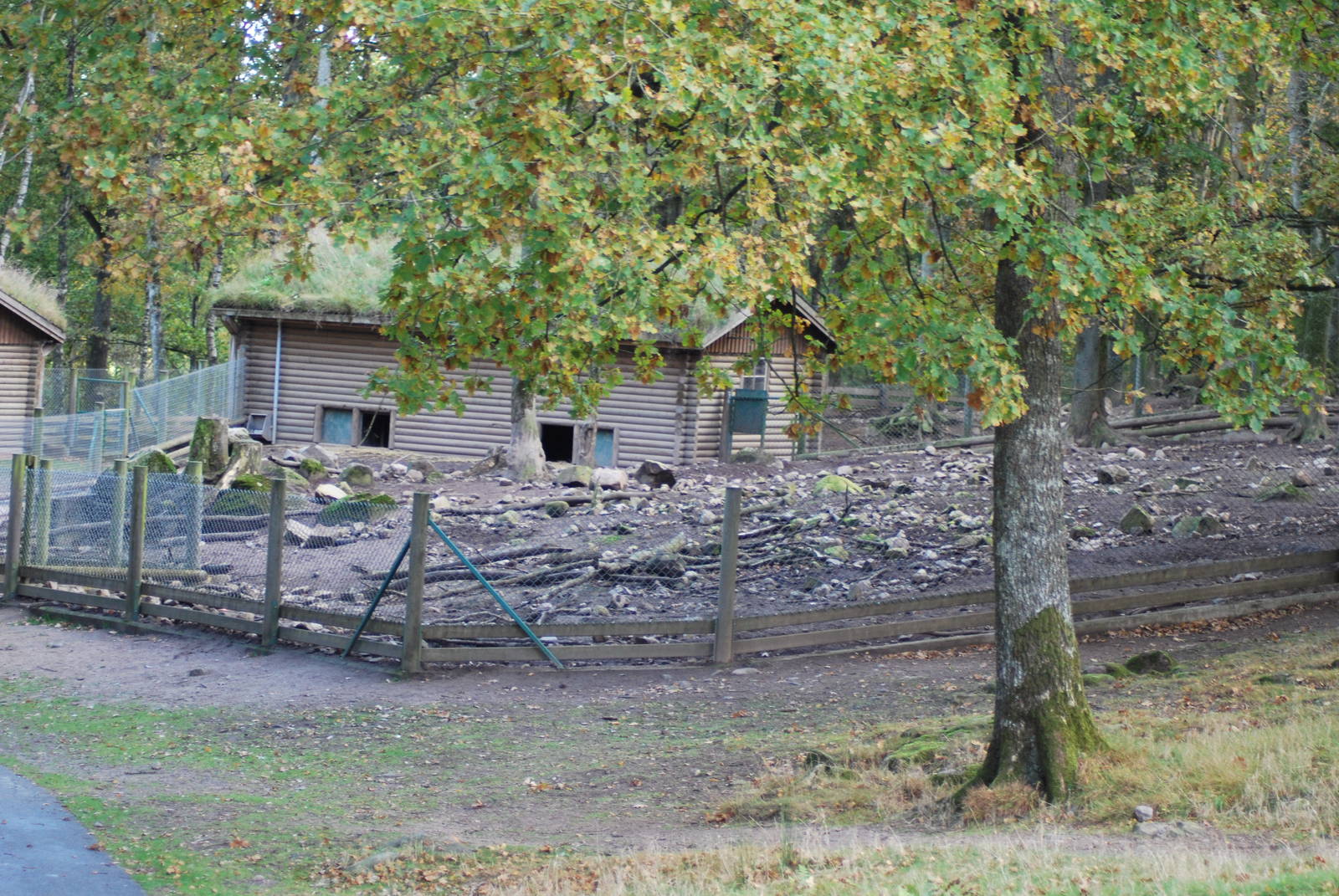 Autumn in Skanes Animal Park - wild boar enclosures