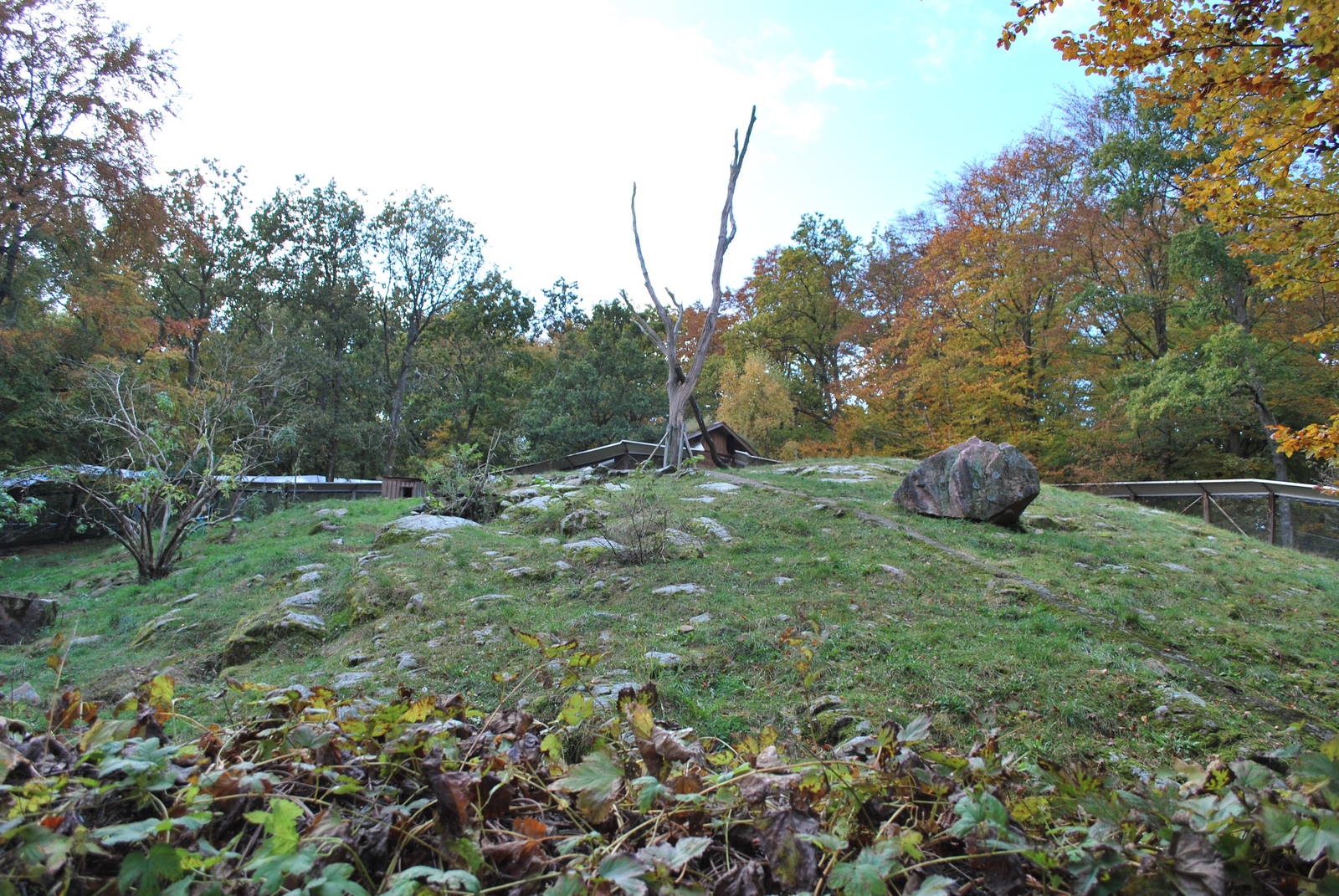 Autumn in Skanes Animal Park - Wolverine! (In the bigger of the two enclosu