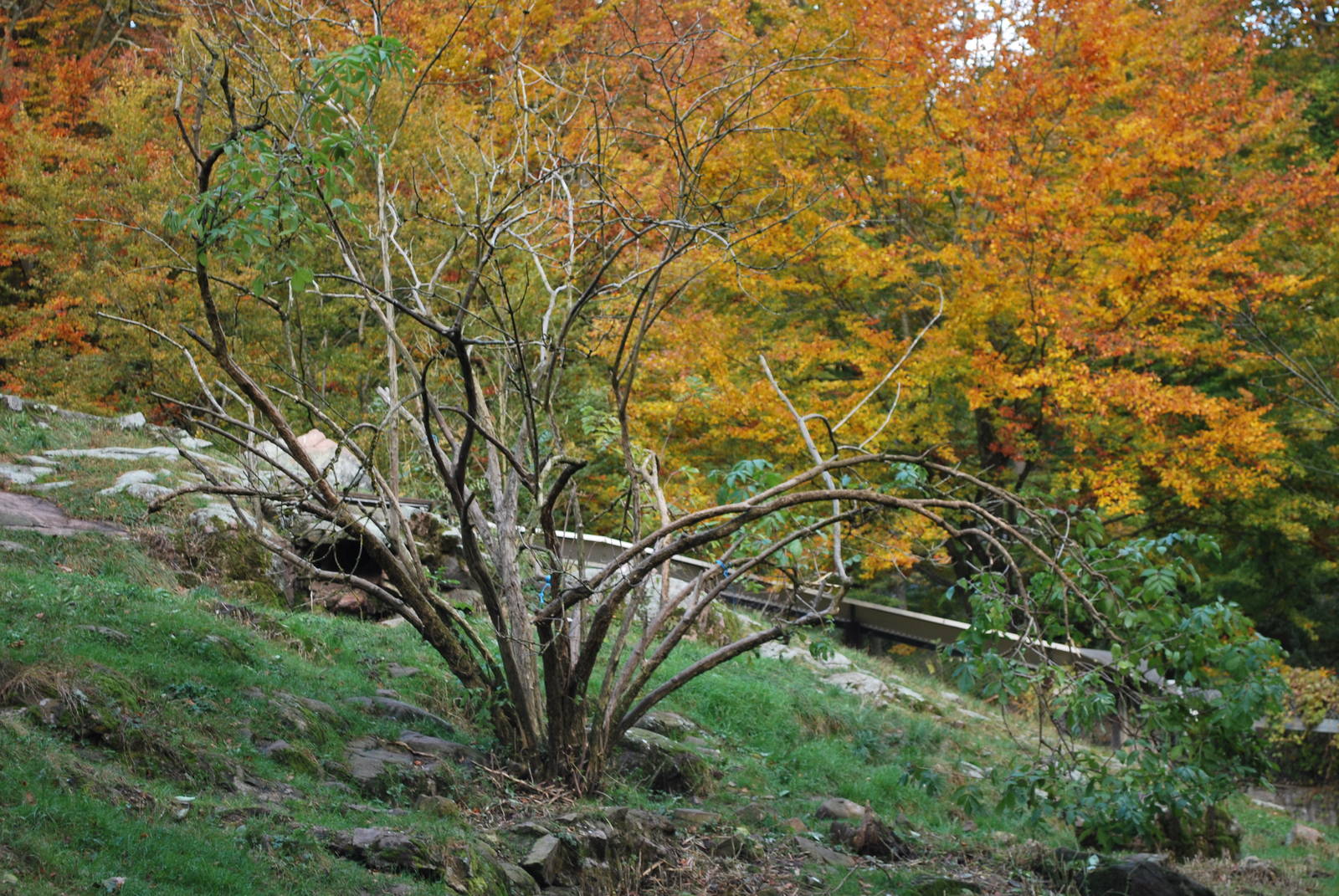 Autumn in Skanes Animal Park - Wolverine! (In the bigger of the two enclosu