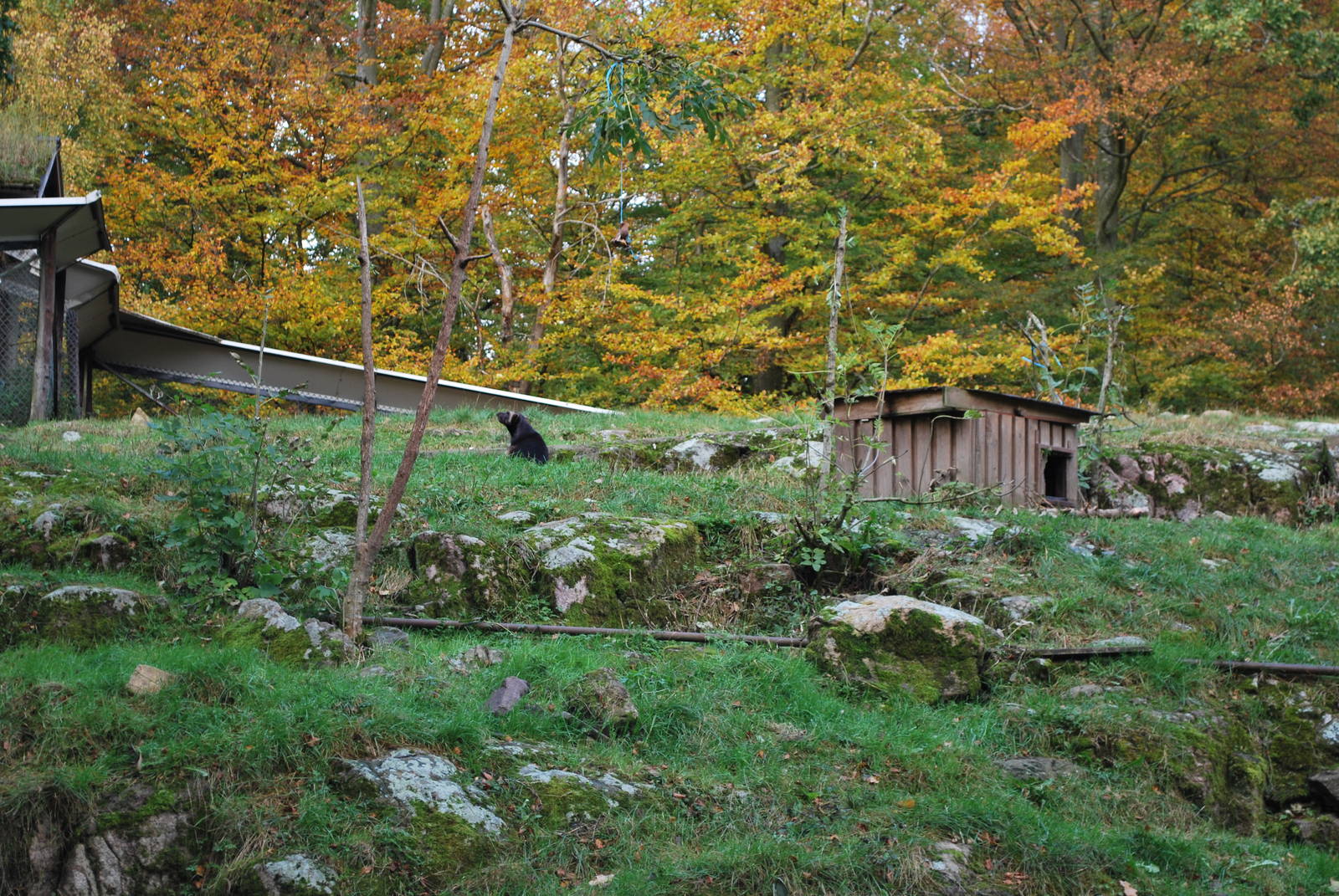 Autumn in Skanes Animal Park - Wolverine! (In the bigger of the two enclosu