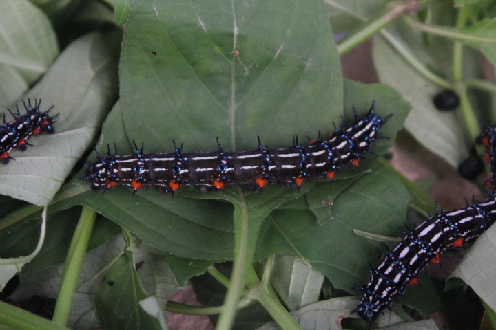 Autumn leaf caterpillar (Doleschallia bisaltide cf. bisaltide) - Aviary Park