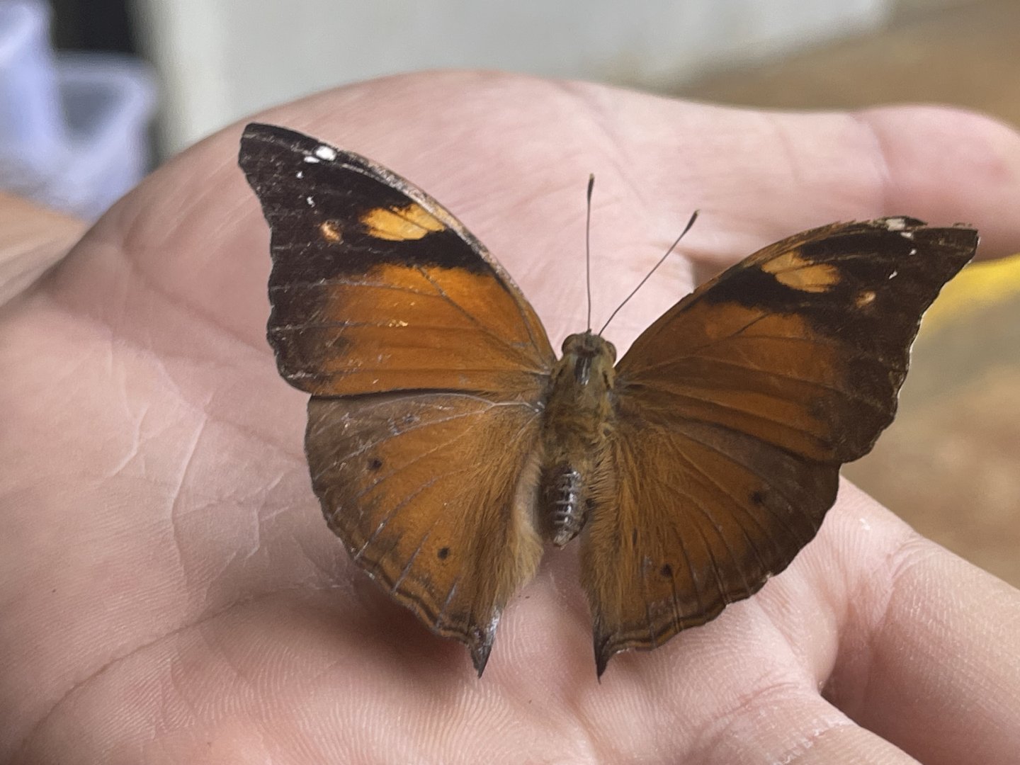 autumn leaf (doleschallia bisaltide) - aviary park
