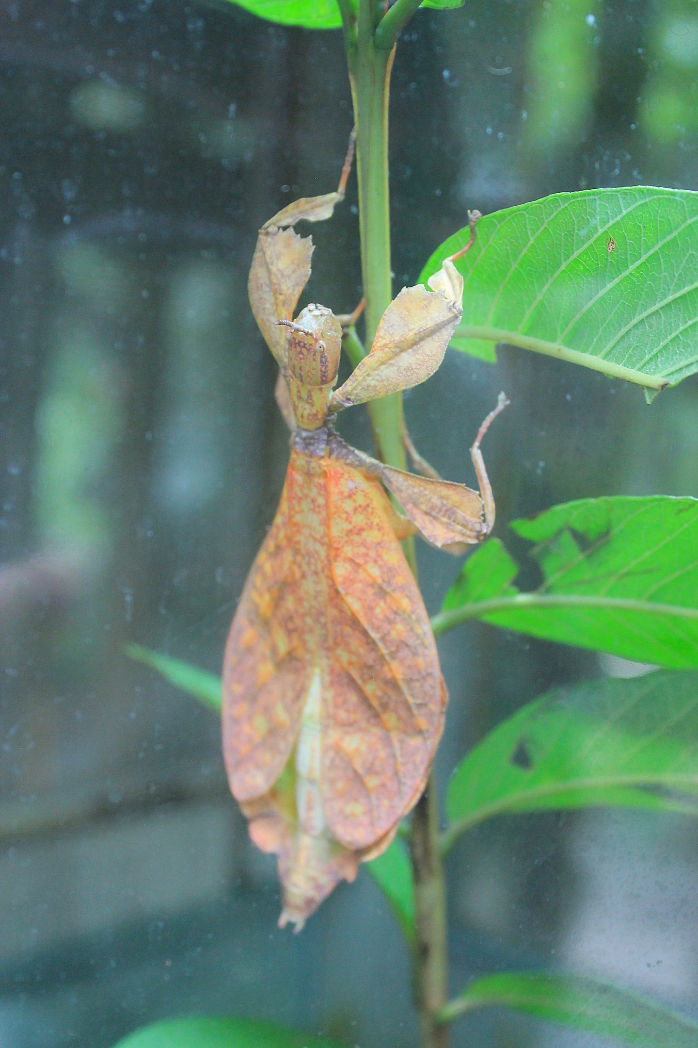 Autumn Leaf Insect (Phyllium tobeloense)