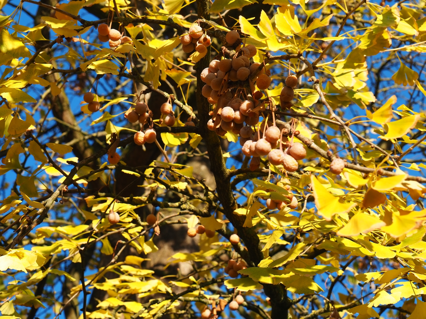 Autumn leaves and stinky seeds of female Gingkgo biloba (Nov 18th, 2018)