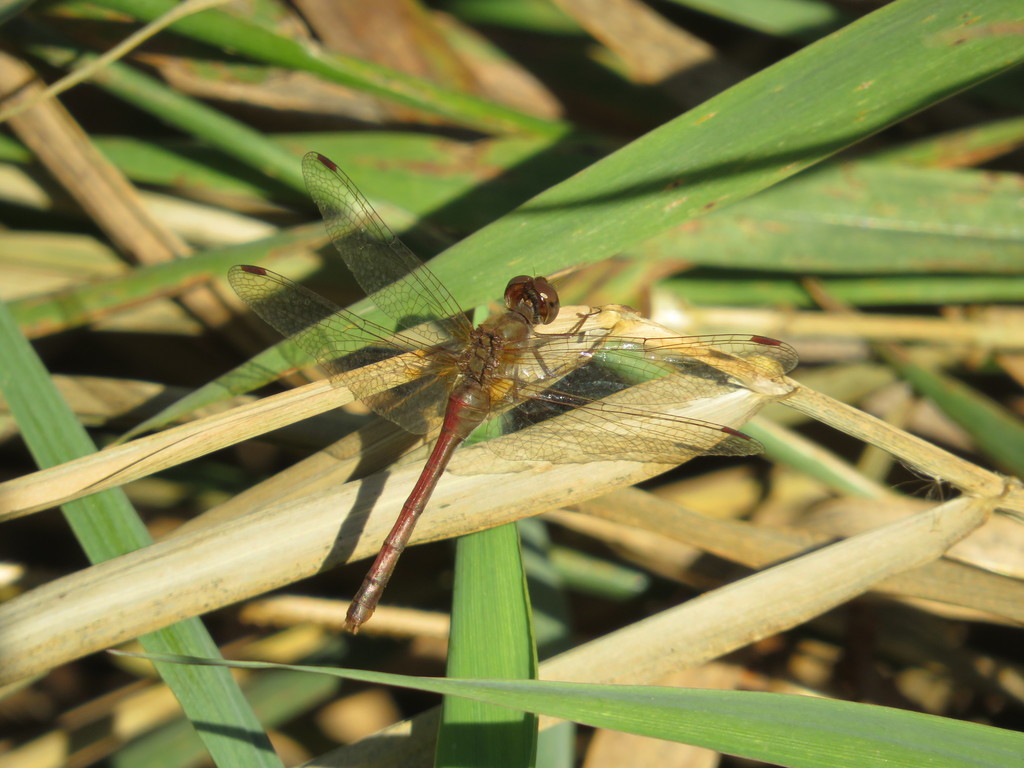 Autumn Meadowhawk
