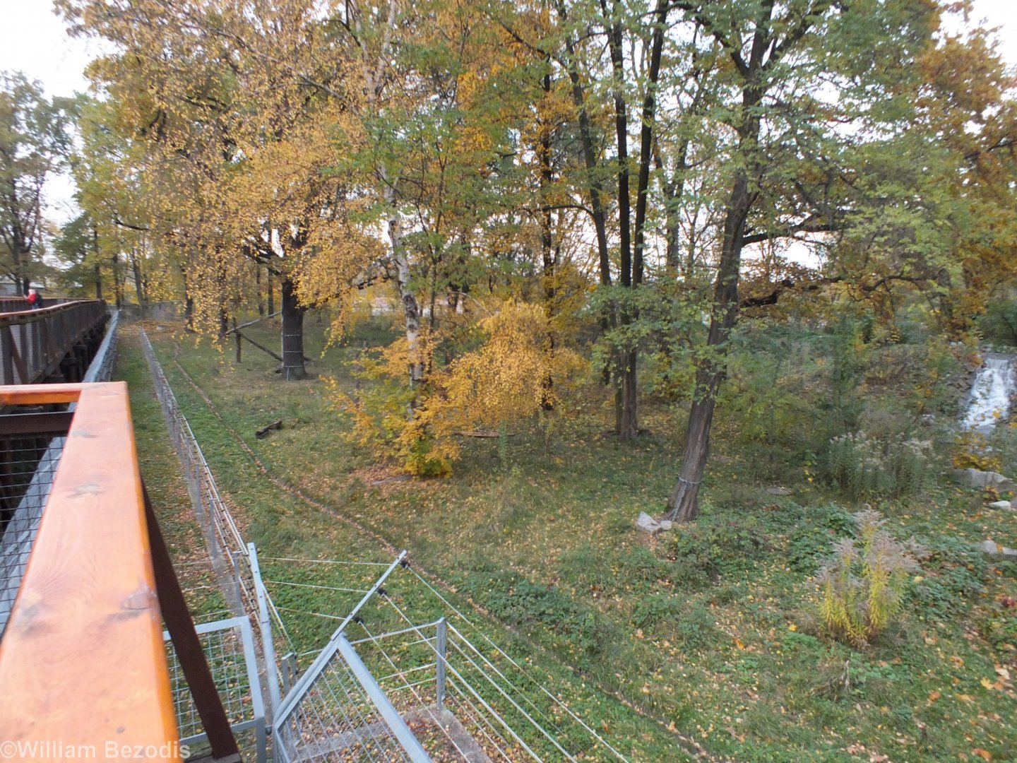 Autumnal Brown Bear Enclosure