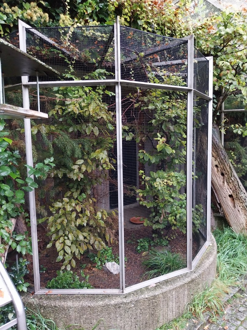 Auwald aviary  - European crested tit aviary