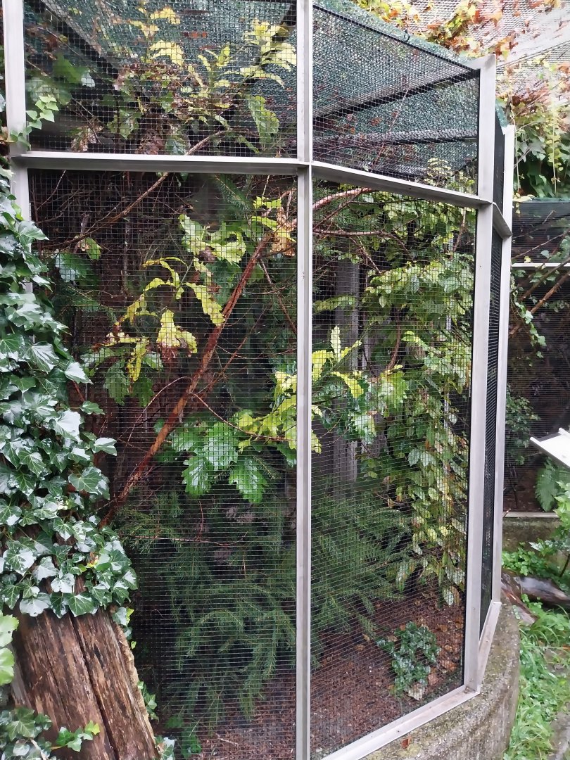 Auwald aviary - Godlfinch aviary