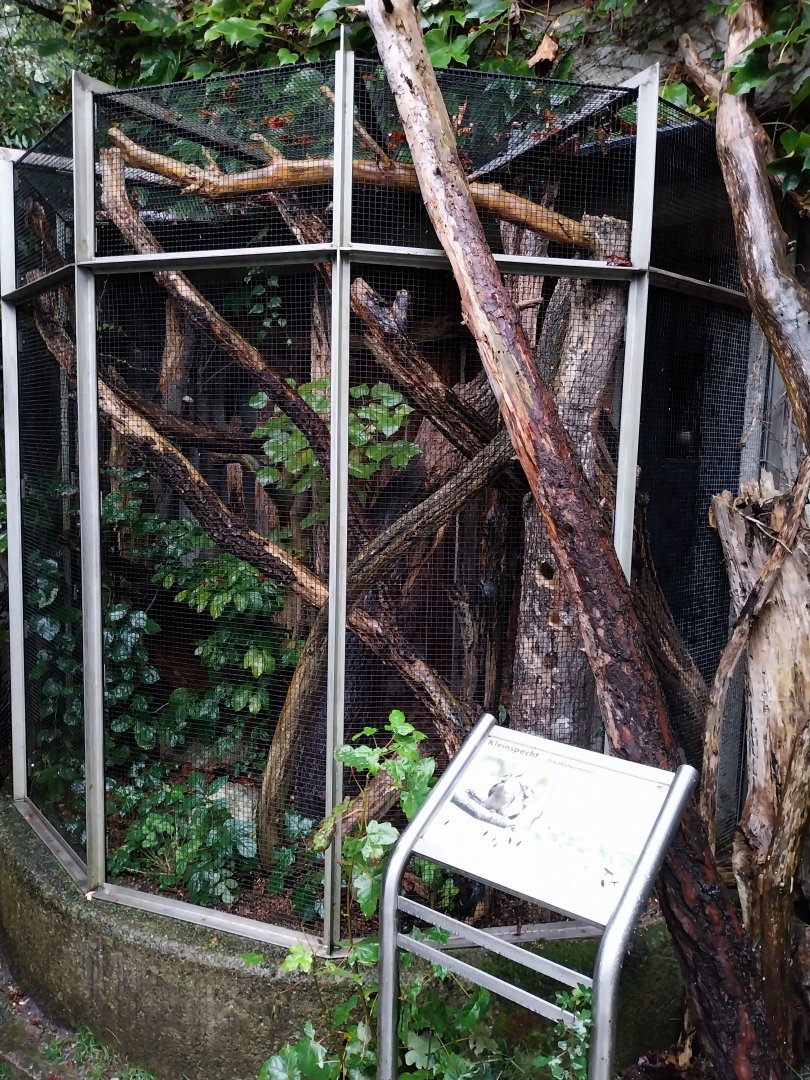 Auwald aviary - Lesser spotted woodpecker aviary