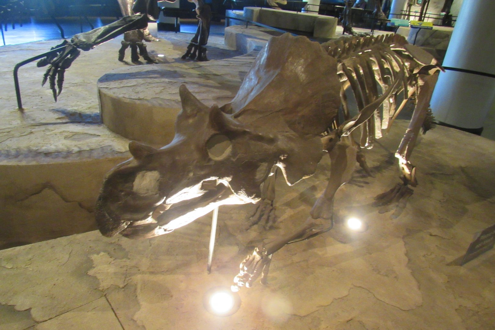 avaceratops