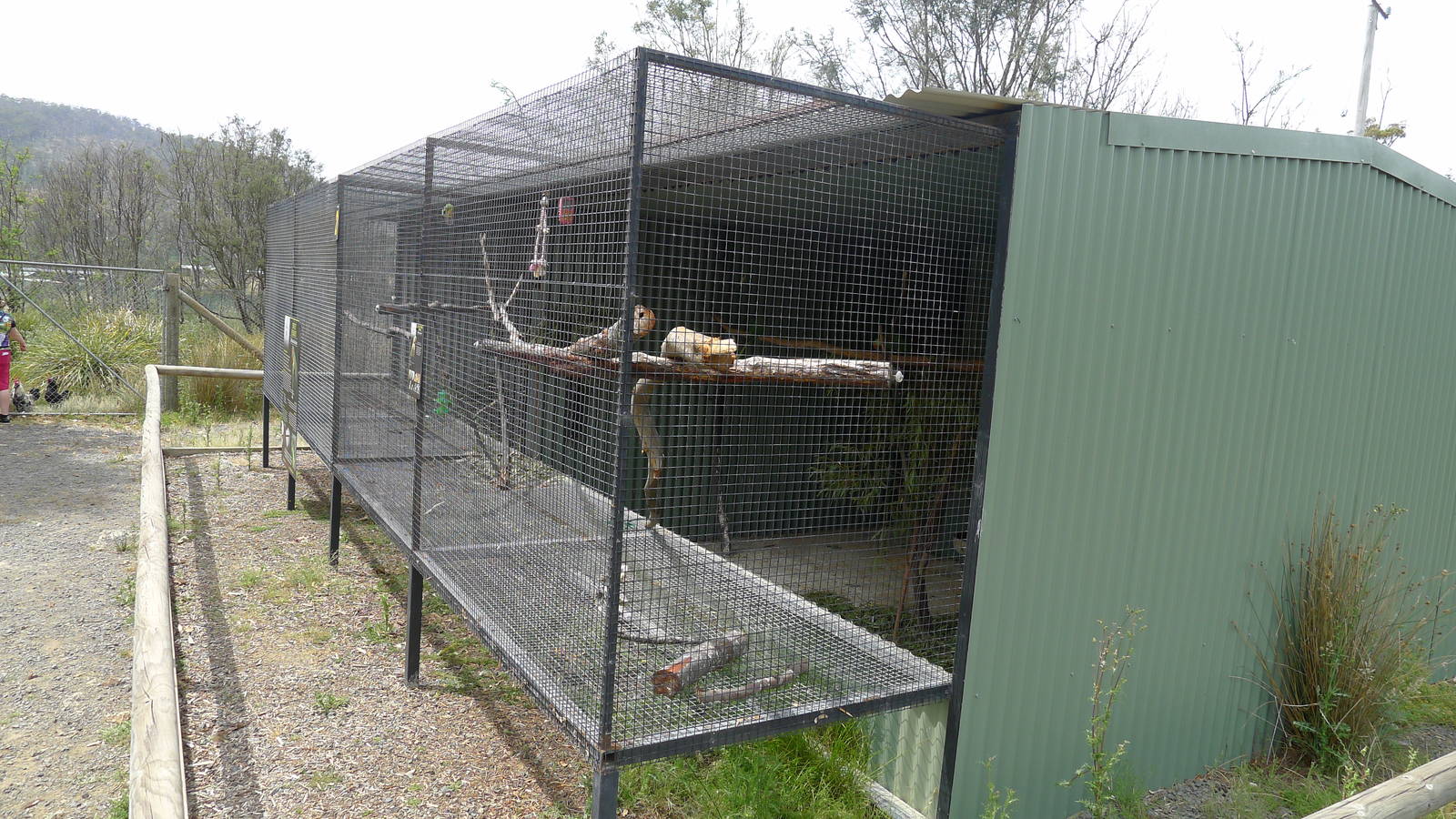 Avairies for Alexandrine parrots