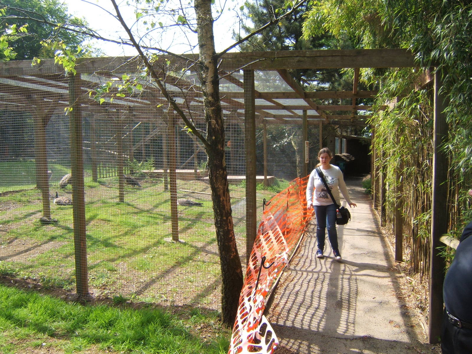 Avairy construction work