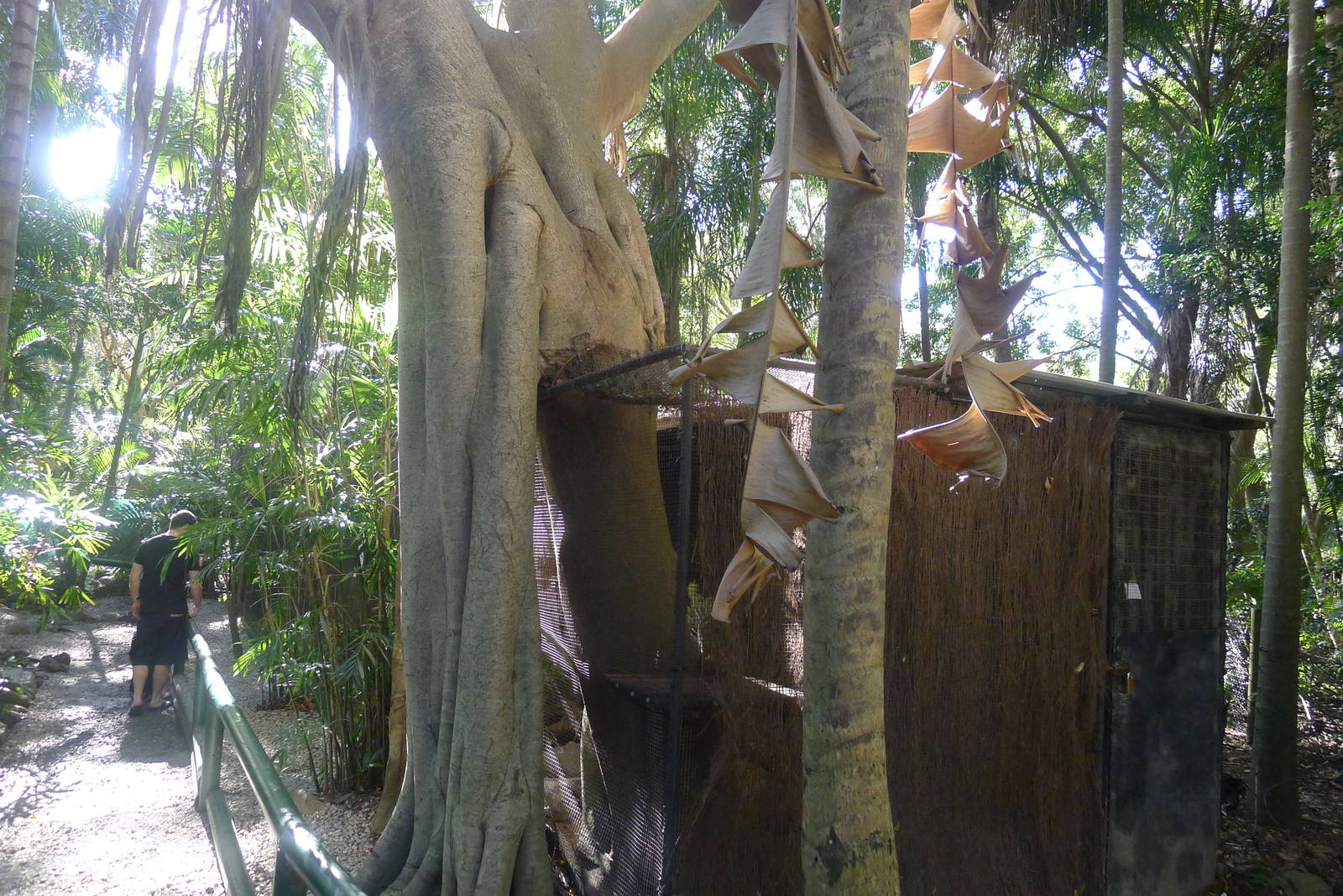 avairy enclosure for Spotted Quoll - with a tree!