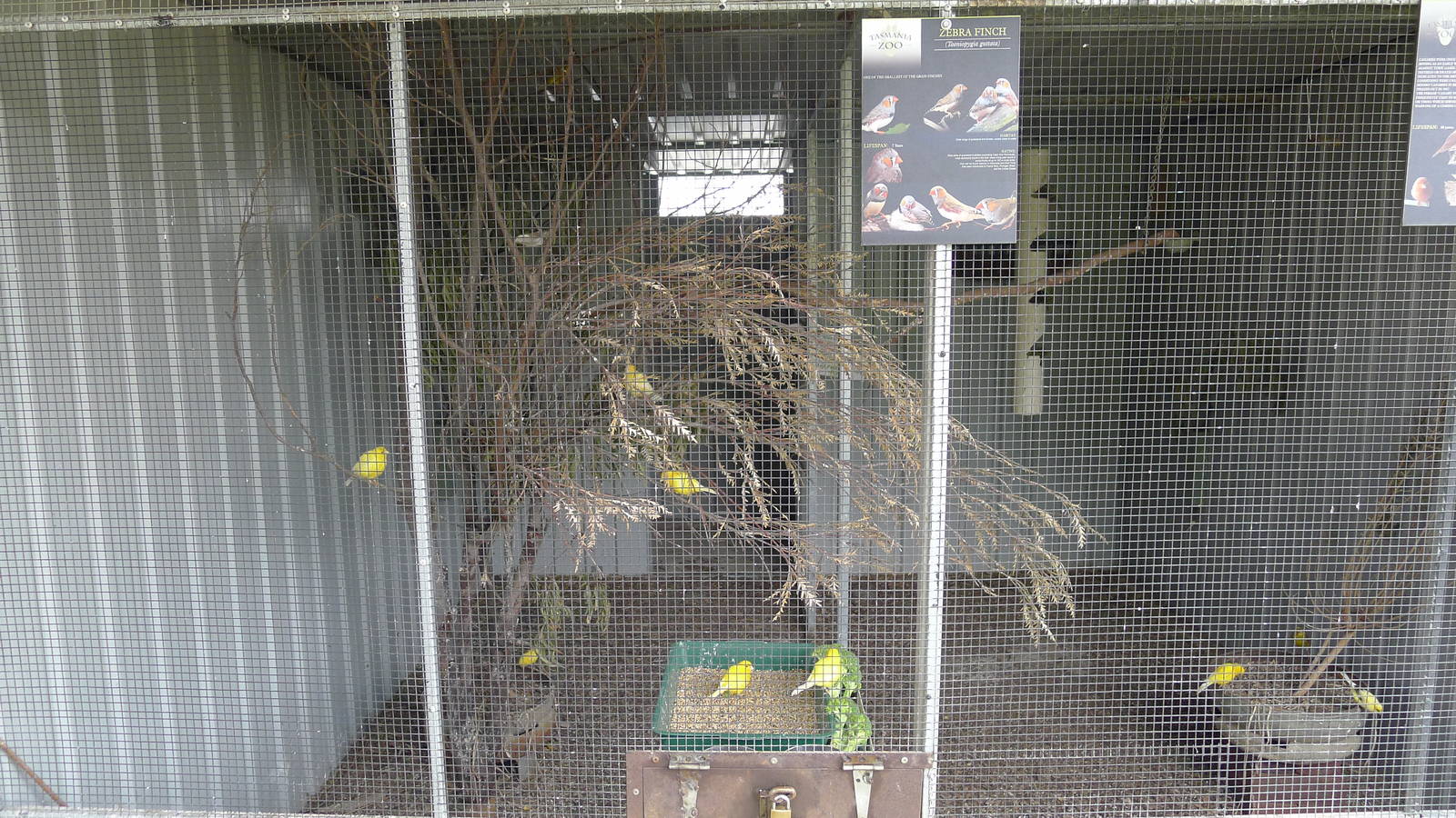 Avairy for canereys and Zebra finches