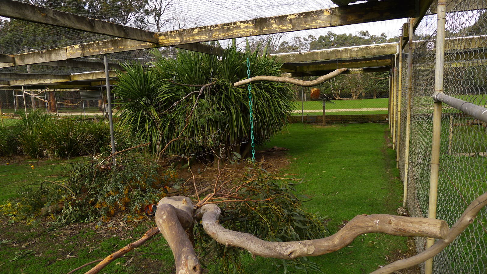 Avairy for Galahs, Cape Barren Geese & Red Jungle Folw