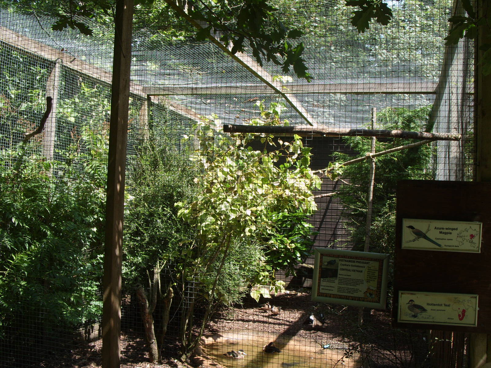 AVAIRY FOR VIETNAMESE PHEASANT AND OTHERS