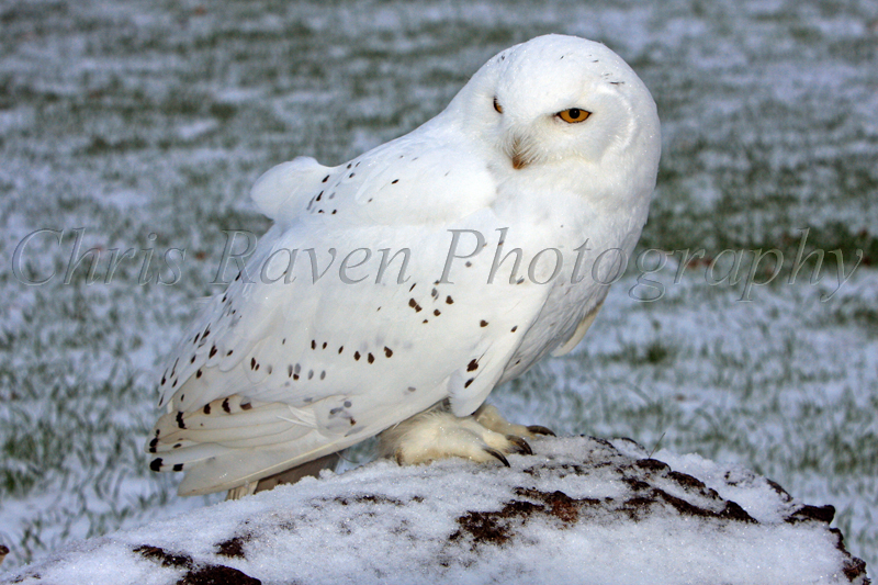 Avalanche - Male Snowy Owl