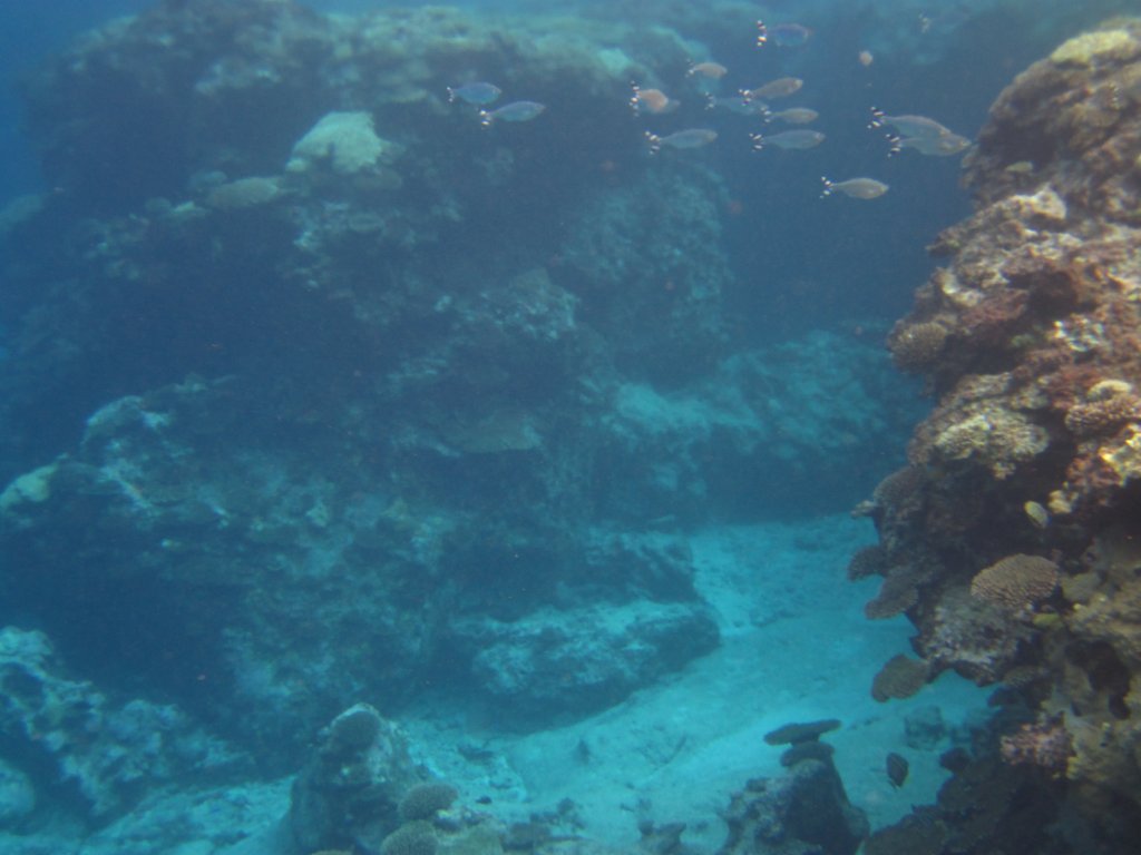 Avatele Reef channel, Barred Flagtails
