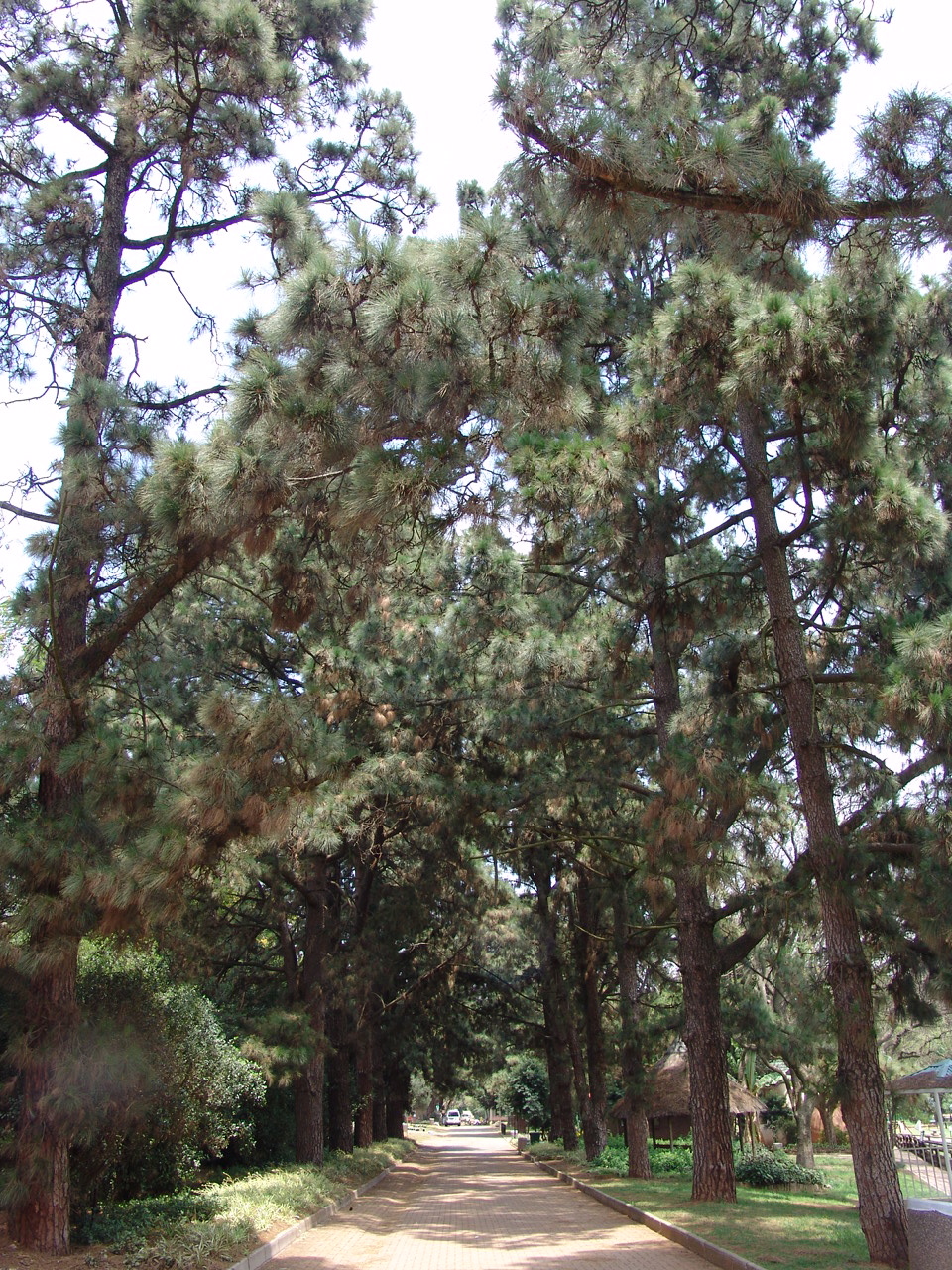 Avenue at the zoo lined with Pine trees