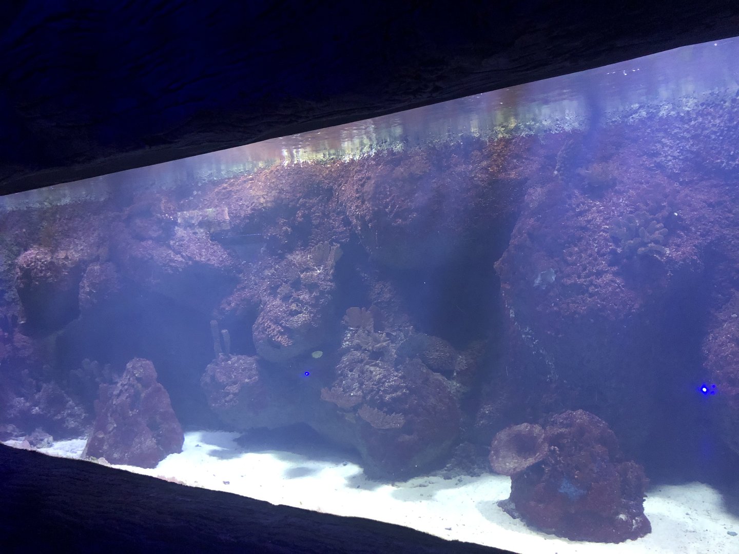 Average saltwater tank at Aqua Vega