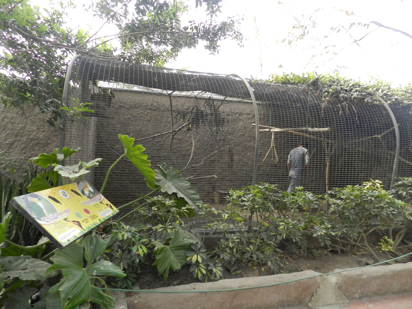 Aves de la Amazonia, black-headed and white-bellied parrot exhibit  - Parque Zoológico Huachipa