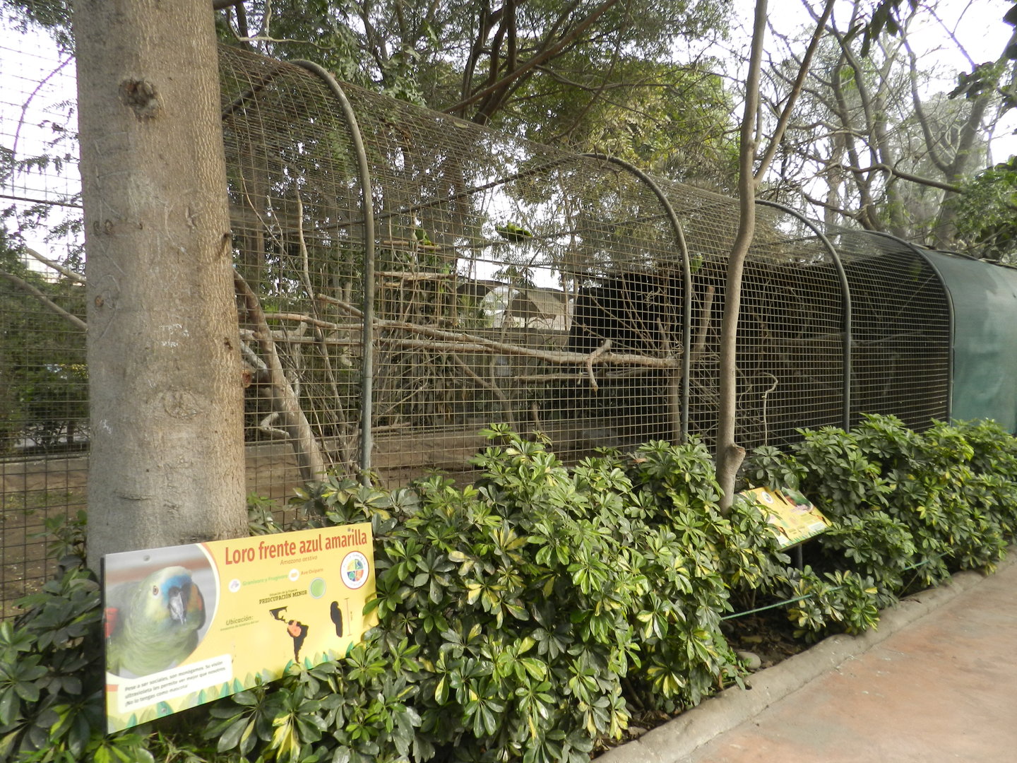 Aves de la Amazonia, blue-fronted amazon exhibit  - Parque Zoológico Huachipa